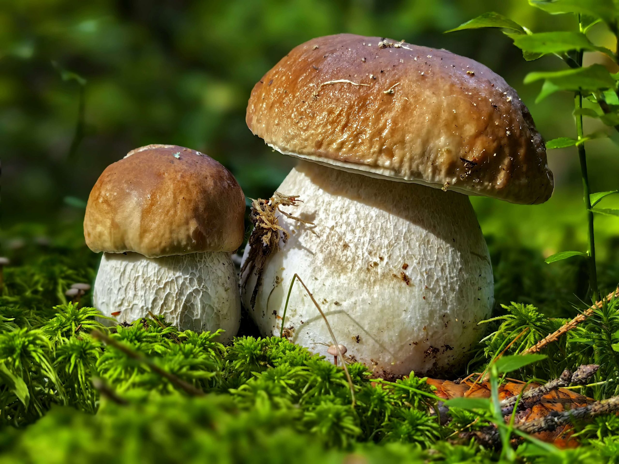 Zwei Steinpilze im Moos